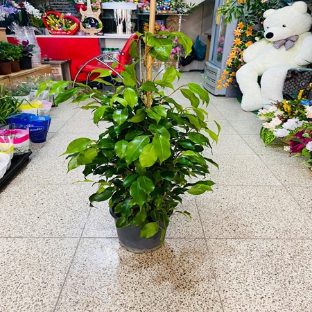 Saksı Çiçeği Benjamin Orta Boy